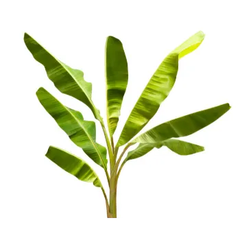 Banana Plants 
